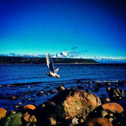 Seagull flying over blue sea