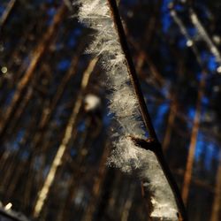 Close-up of tree trunk