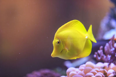 Close-up of yellow fish swimming in aquarium