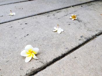 High angle view of white flower.  fresh, withering and drooping flowers.  fallen plumeria.