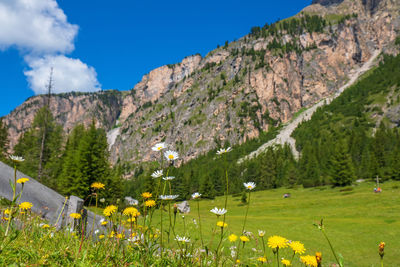 Scenic view of grassy field by mountains against sky