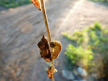 Close-up of leaf on road