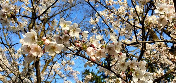 Low angle view of cherry blossoms against sky