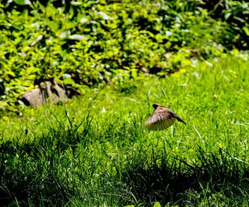 Close-up of bird perching on grass