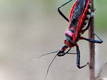 Close-up of insect on twig