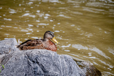 Mallard duck. anas platyrhynchos. one female wild duck on rock beside water. tranquil scene.
