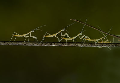 Close-up of insects on branch