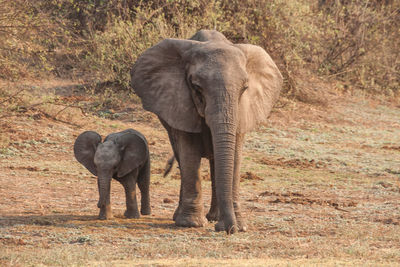 Full length of elephant