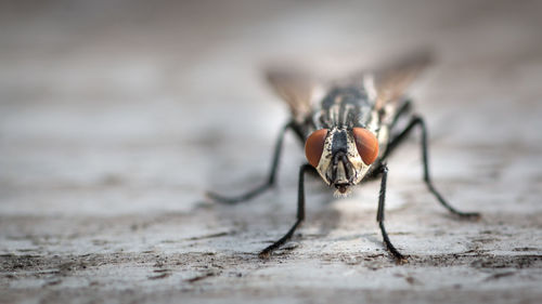 Close-up of housefly on wood