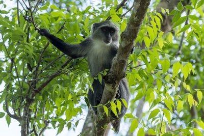 Low angle view of monkey sitting on tree