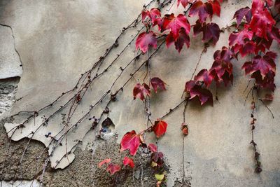 Close-up of ivy on wall