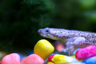 Close-up of a tropical frog in a tank