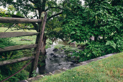 View of trees on grass