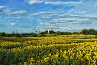 Scenic view of oilseed rape field against sky