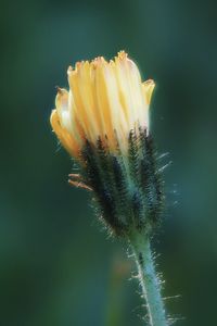 Yellow flower in the sunlight