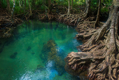 Scenic view of waterfall in forest