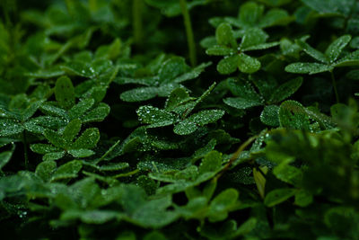 Close-up of wet plant leaves during rainy season