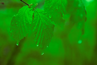 Close-up of water drops on leaf