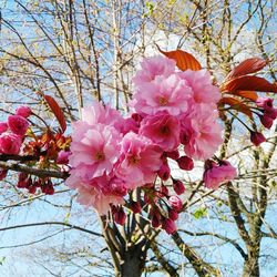 Low angle view of pink flowers blooming on tree