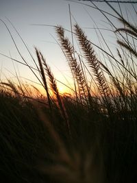 Close-up of wheat field against sky at sunset