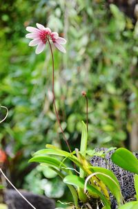 Close-up of pink flowering plant