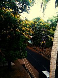 Trees along road