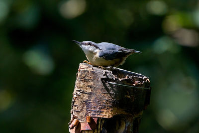 Close-up of bird perching on wood