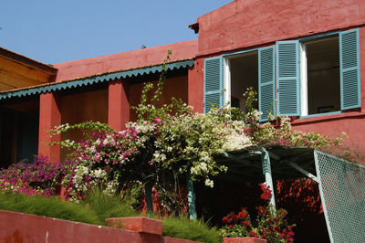 Flower plants against built structure