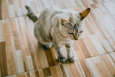 High angle view of cat sitting on wooden floor