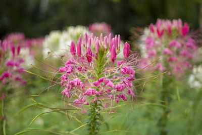 Close-up of pink flowers blooming outdoors