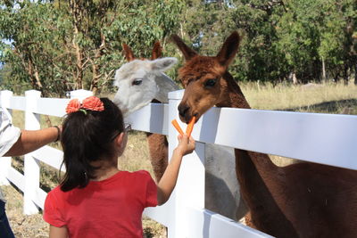 Girl and man feeding carrots to alpacas