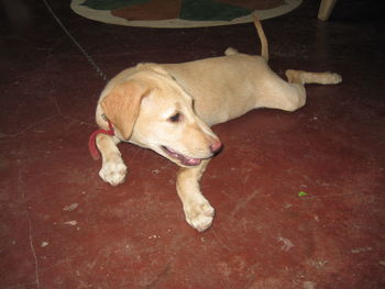 Dog lying on ground