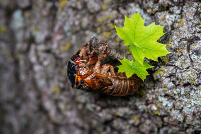 Close-up of insect on plant