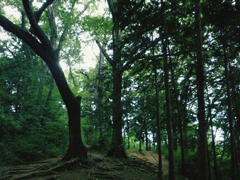 Trees in forest