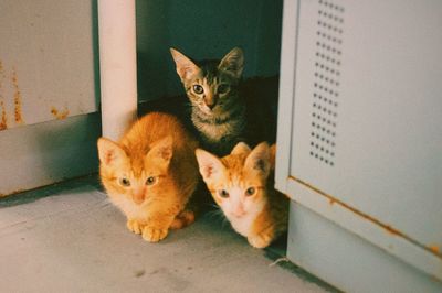 Portrait of cats on carpet
