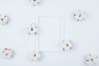 High angle view of white roses