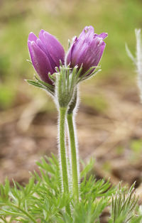 Close-up of flower blooming outdoors