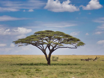 Tree on field against sky on the savanna in serengeti 