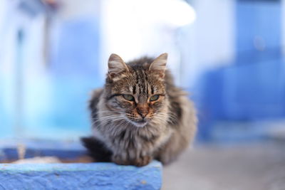 Close-up portrait of cat