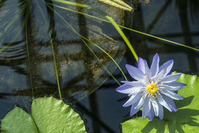 Close-up of aquatic flower