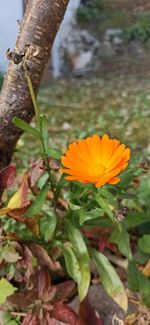 Close-up of orange flowering plant