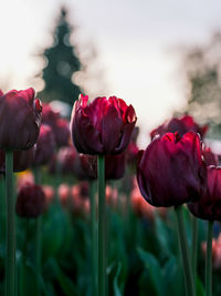 Close-up of red tulip