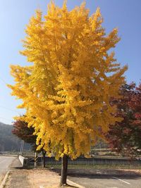 Autumnal leaves on tree trunk
