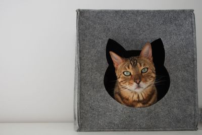 Portrait of cat by wall