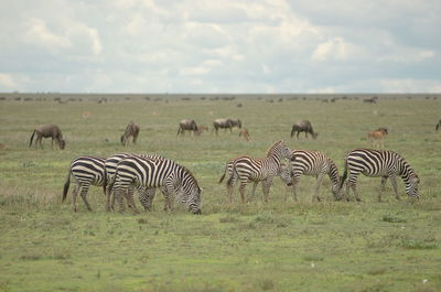 Zebras on landscape against sky