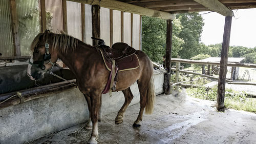 Horse in stable