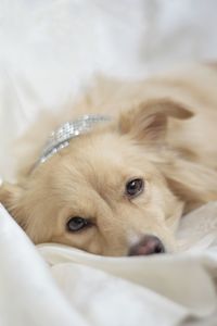 Close-up portrait of dog lying down on bed