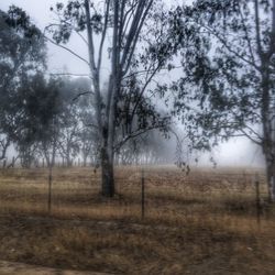 Bare trees on field in foggy weather