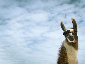 View of mammal against sky