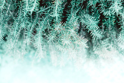 Full frame shot of snowflakes on plants